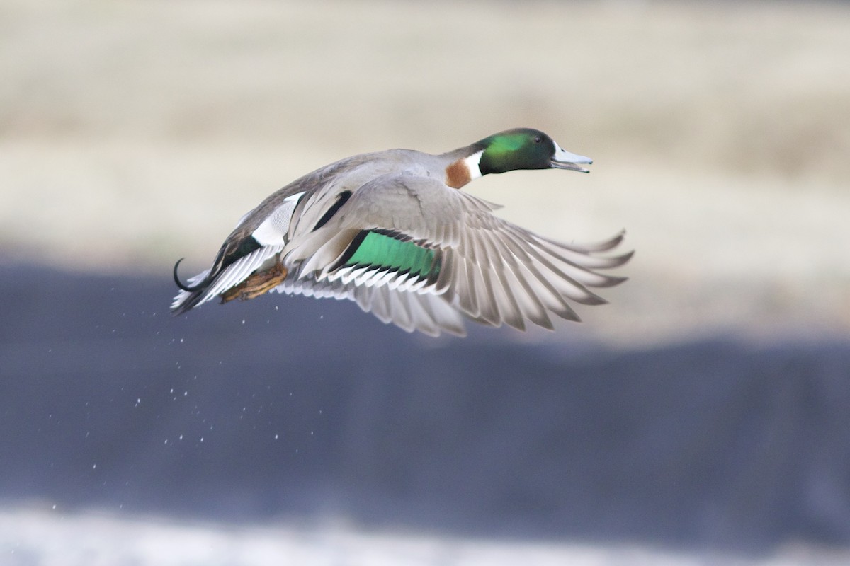 Mallard x Northern Pintail (hybrid) - Doug Hitchcox
