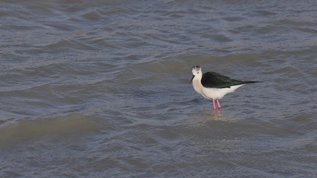 Black-winged Stilt - ML459197261