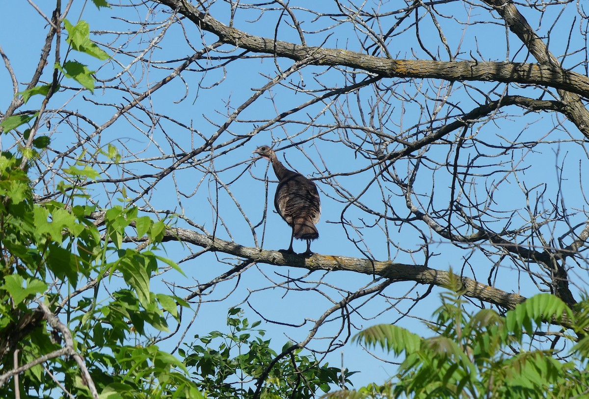 Guajolote Gallipavo - ML459197291