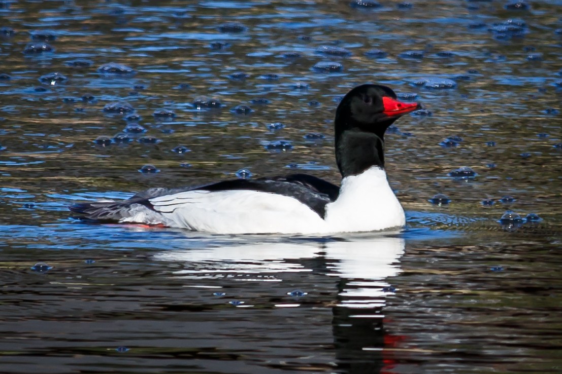 Common Merganser (North American) - ML45919781