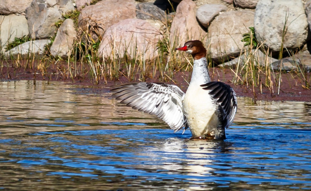 Common Merganser (North American) - ML45919801