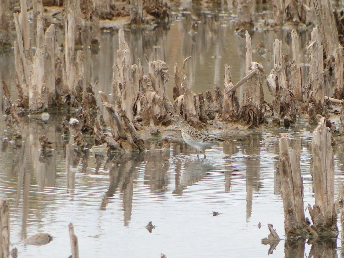 Pectoral Sandpiper - ML459198181