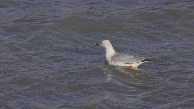 Slender-billed Gull - ML459198381