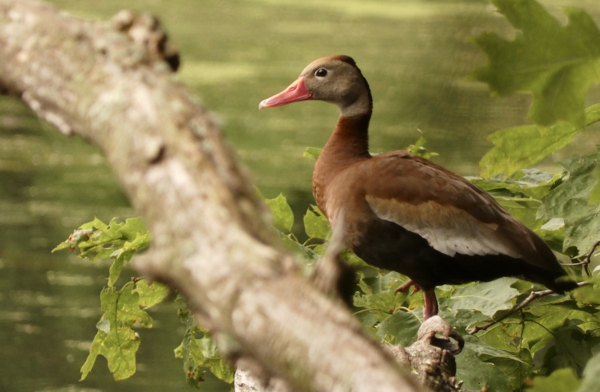 Black-bellied Whistling-Duck - ML459199851