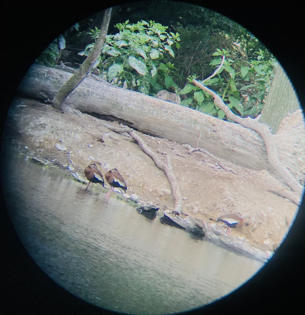 Black-bellied Whistling-Duck - ML459200251