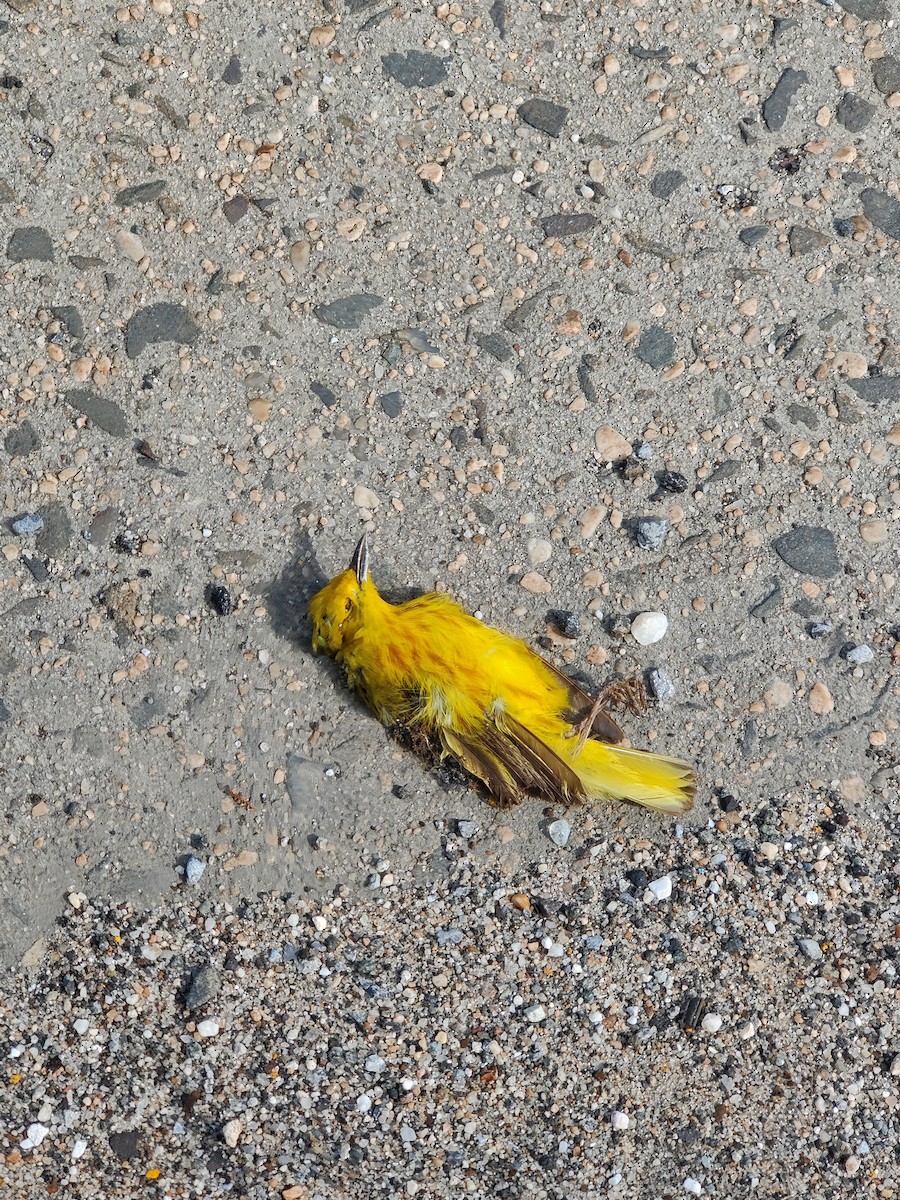 Yellow Warbler - ML459200391