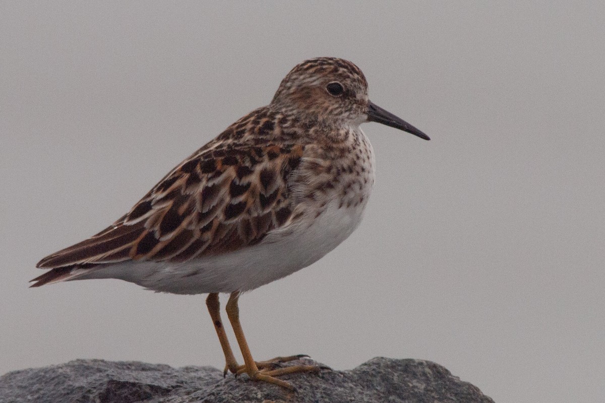 Least Sandpiper - Wayne Lattuca