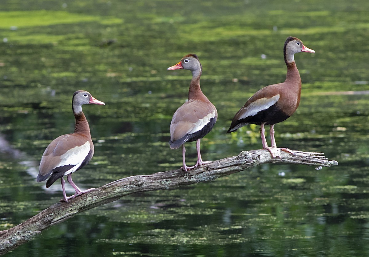 Dendrocygne à ventre noir - ML459201811