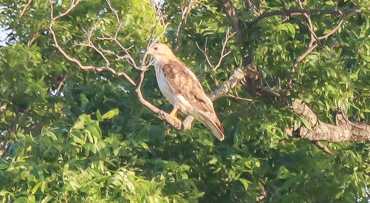 Red-tailed Hawk - robert bowker