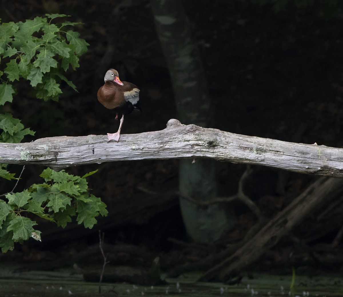 Black-bellied Whistling-Duck - ML459202271