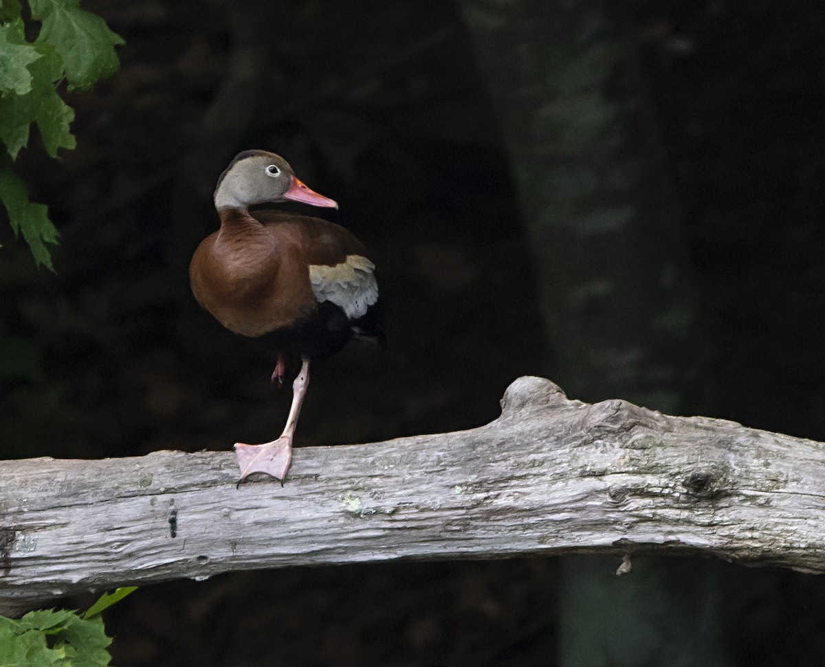 Black-bellied Whistling-Duck - John Gluth