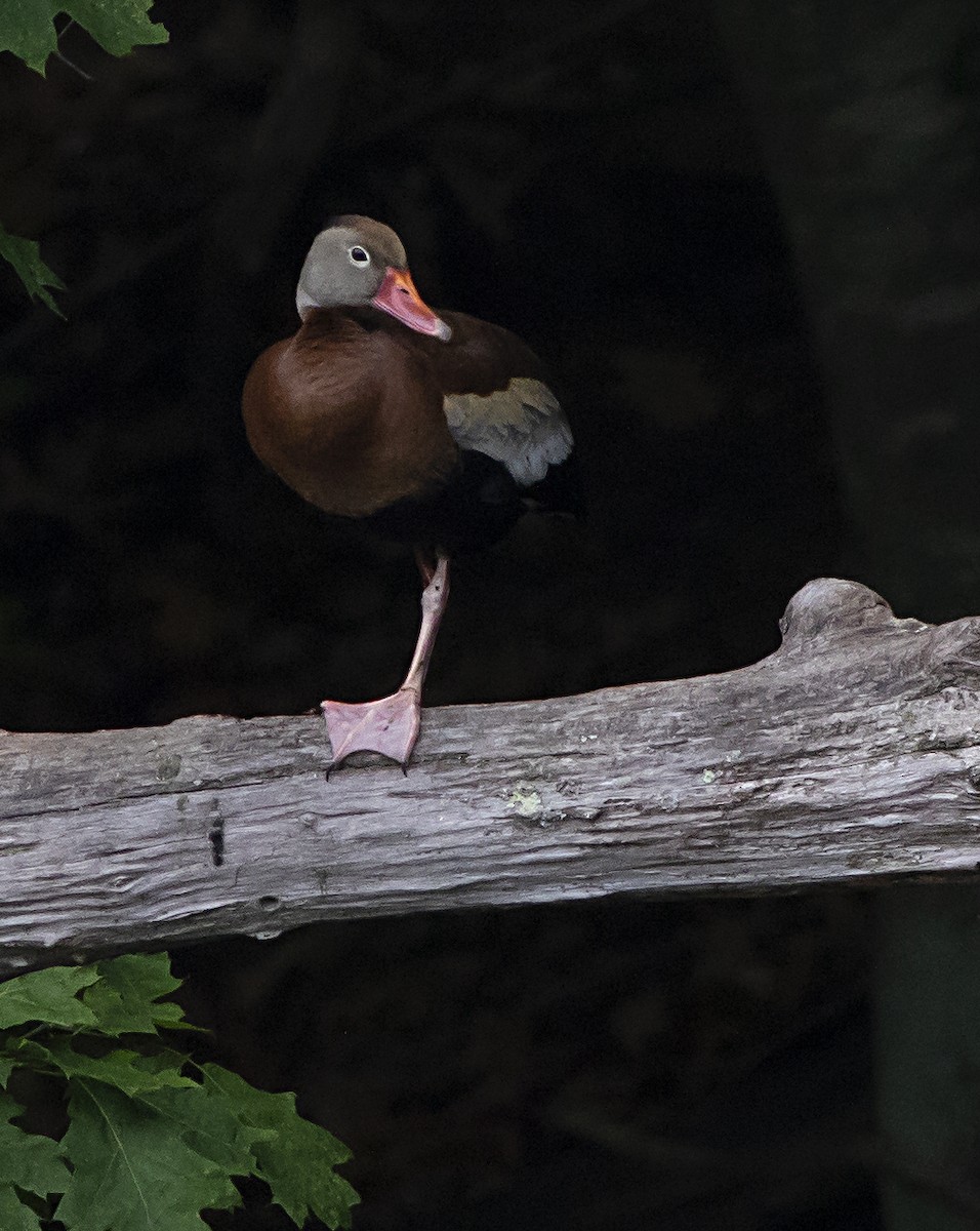 Black-bellied Whistling-Duck - ML459202301