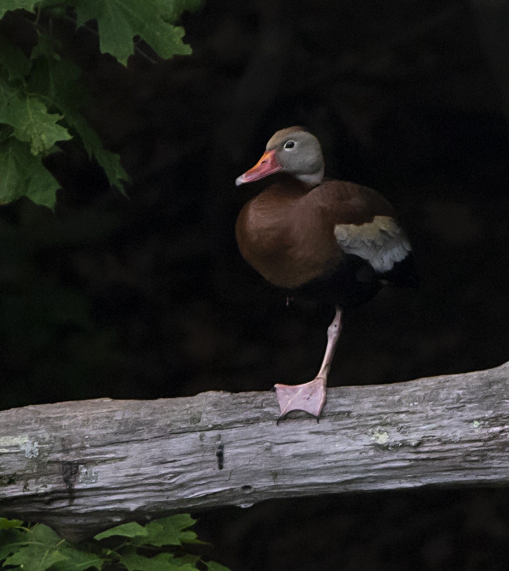 Black-bellied Whistling-Duck - ML459202311