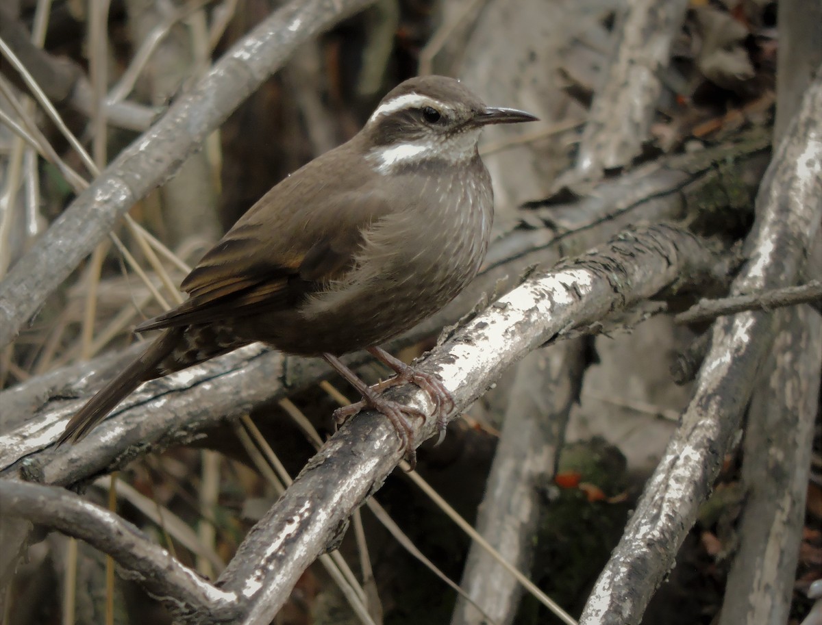 Dark-bellied Cinclodes - ML459204491