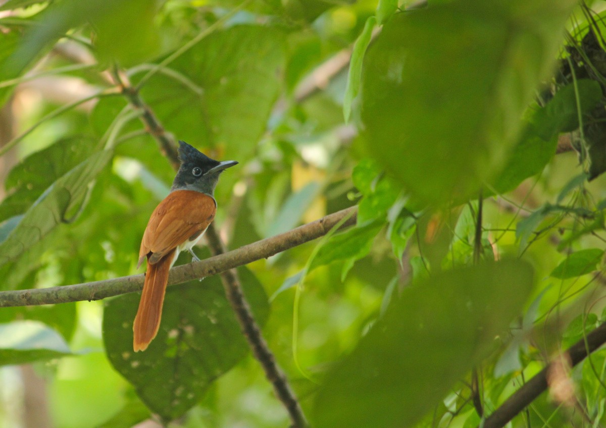 Indian Paradise-Flycatcher - ML45920451