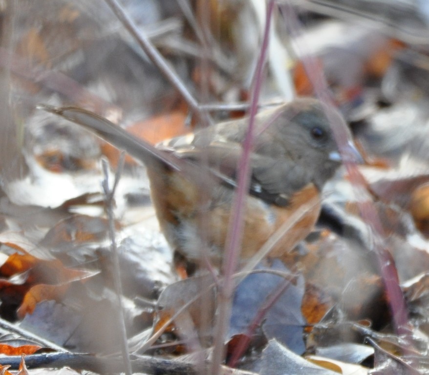 Eastern Towhee - ML45920491