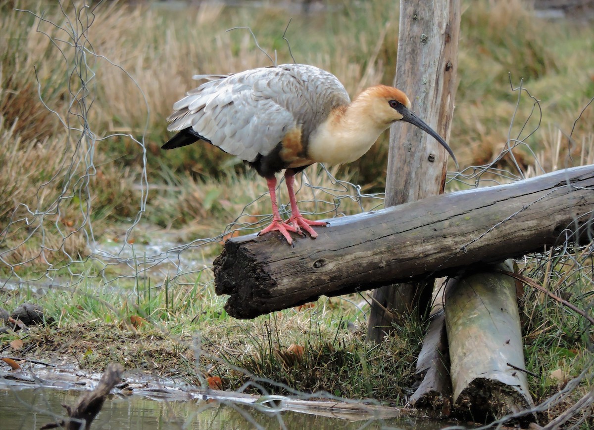 Black-faced Ibis - ML459204921