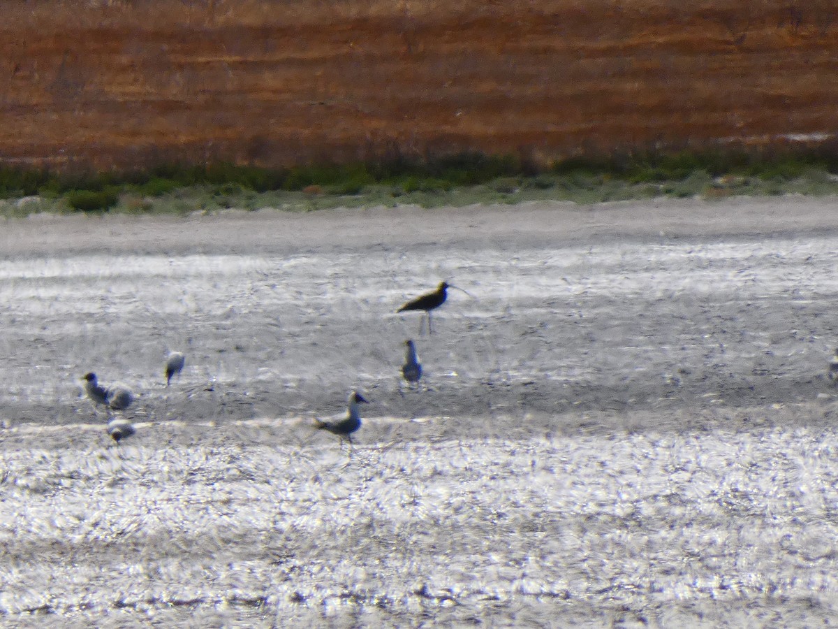 Eurasian Curlew - ML459205221