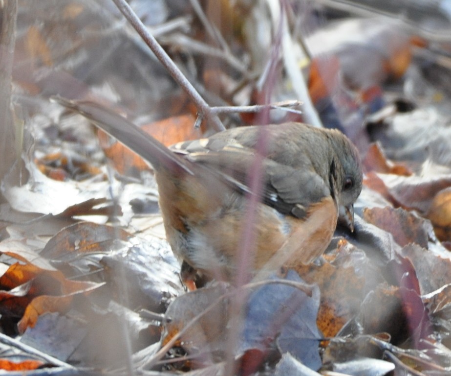 Eastern Towhee - ML45920531