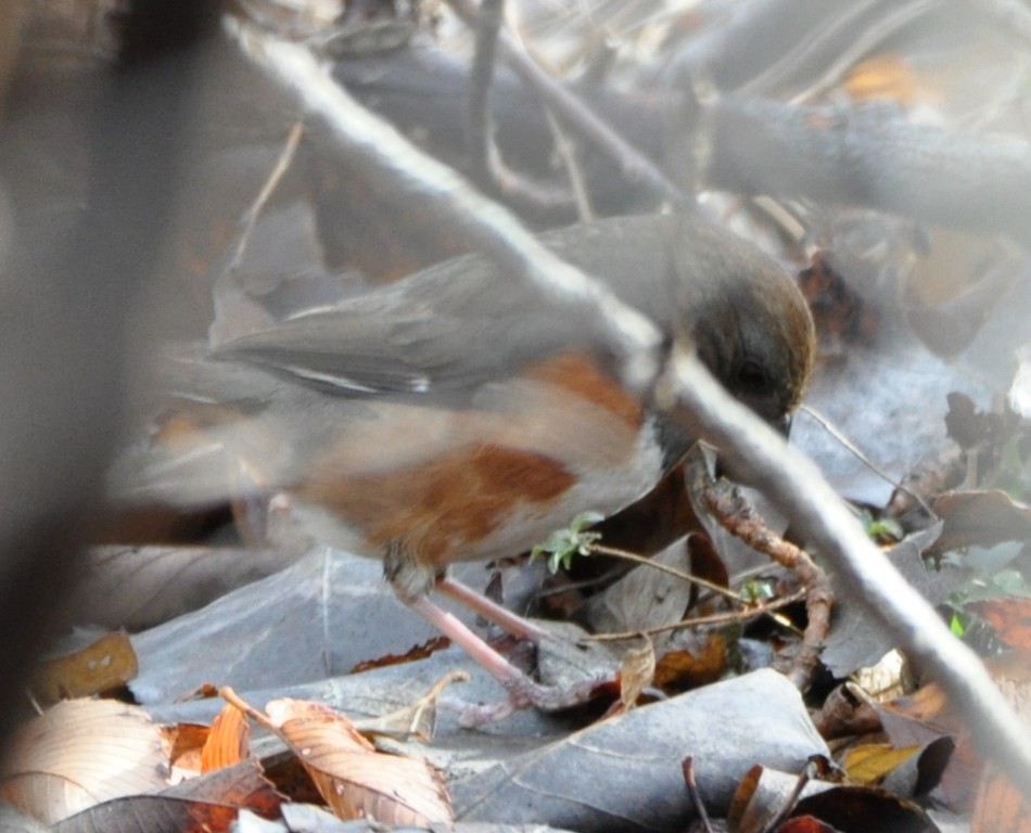 Eastern Towhee - ML45920561