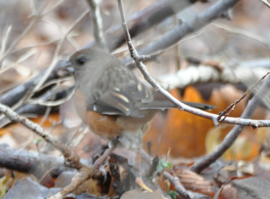Eastern Towhee - ML45920601