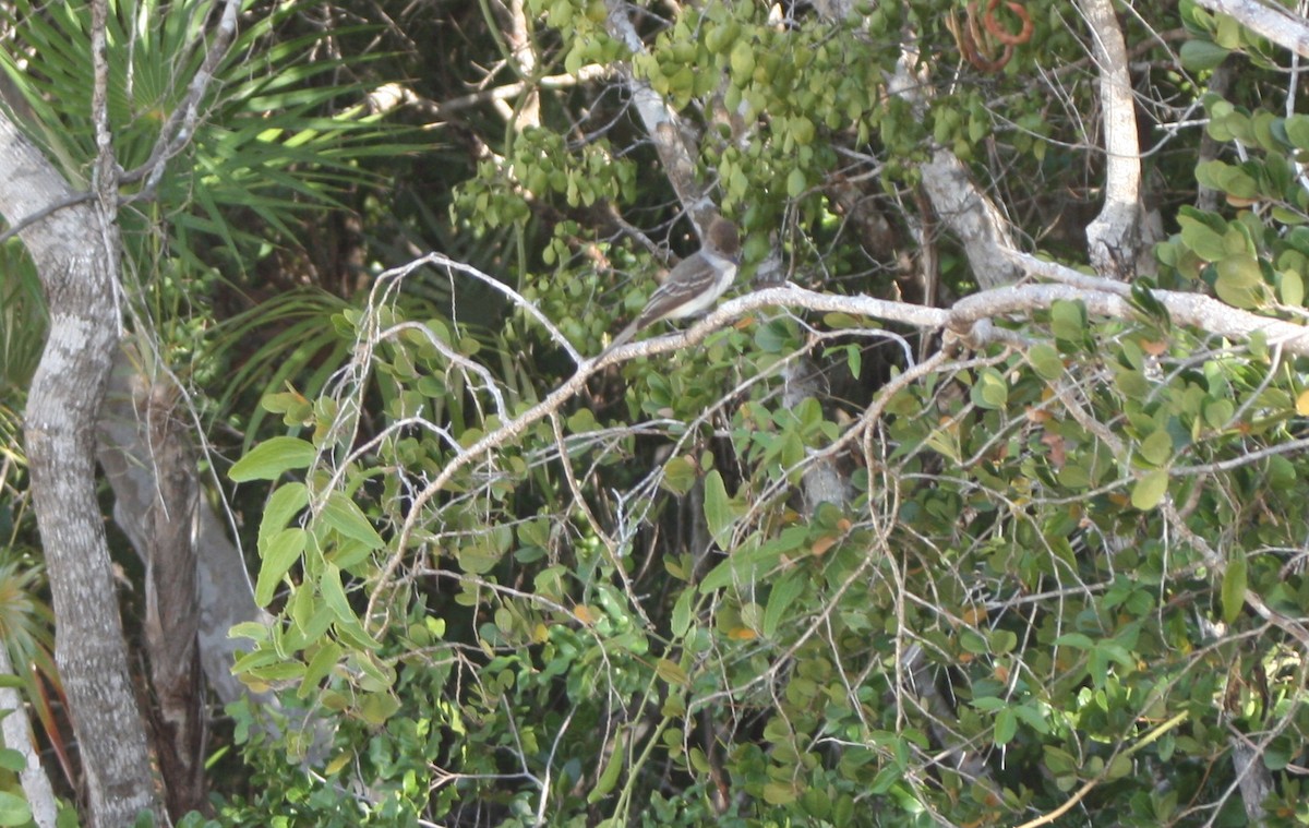 La Sagra's Flycatcher - ML45920791