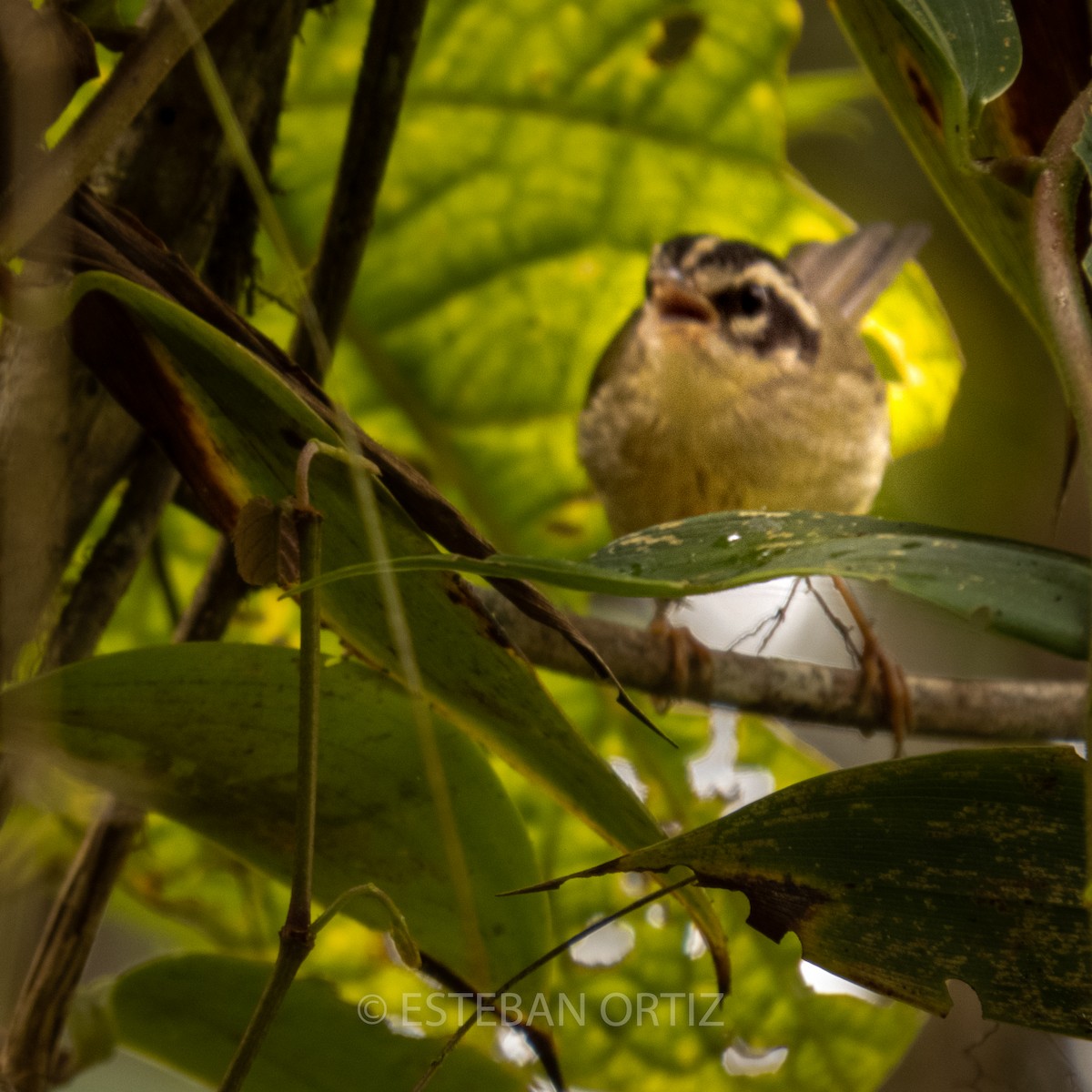 Three-striped Warbler - ML459207981