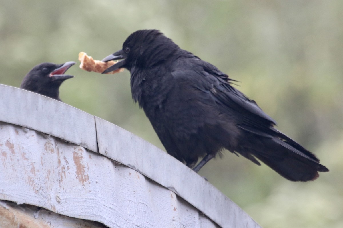 American Crow - ML459208331