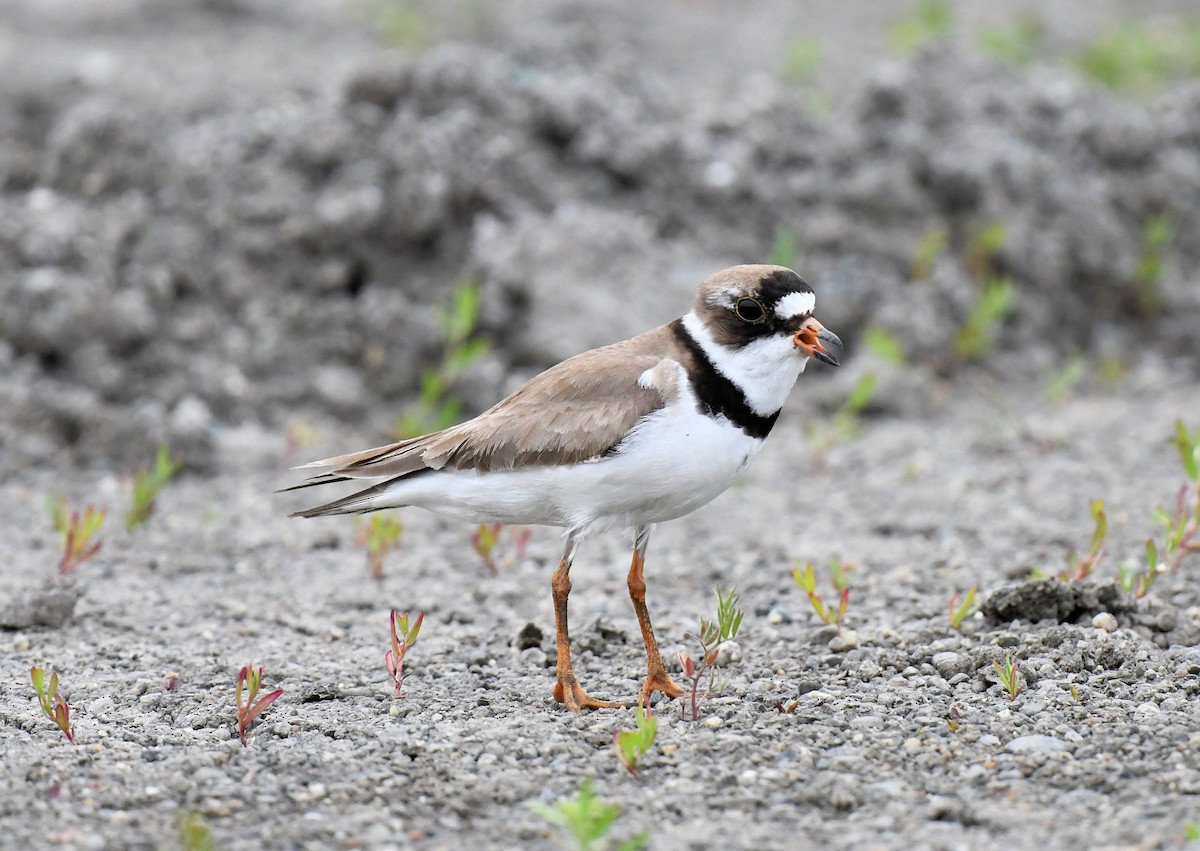 Semipalmated Plover - Buzz Scher