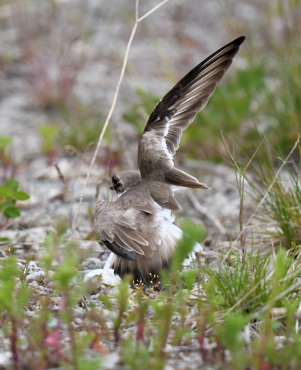 Semipalmated Plover - Buzz Scher