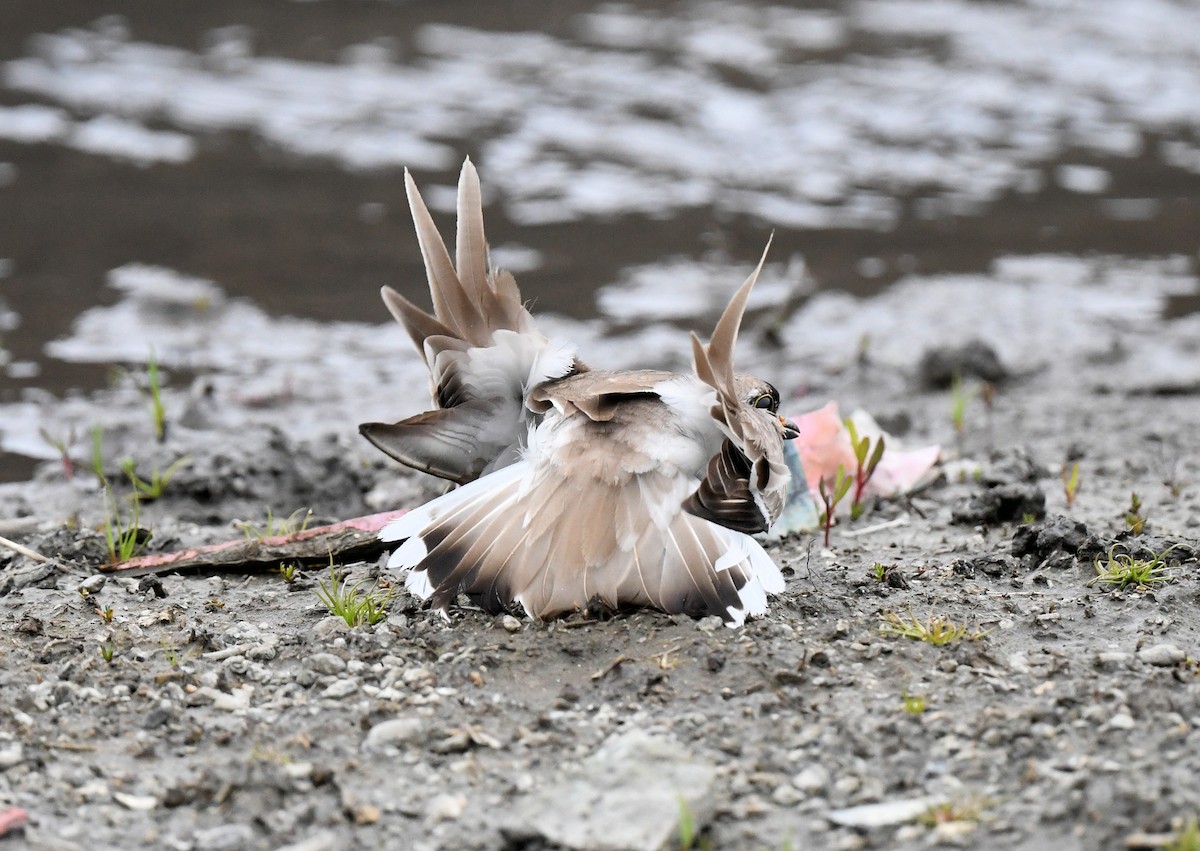 Semipalmated Plover - Buzz Scher