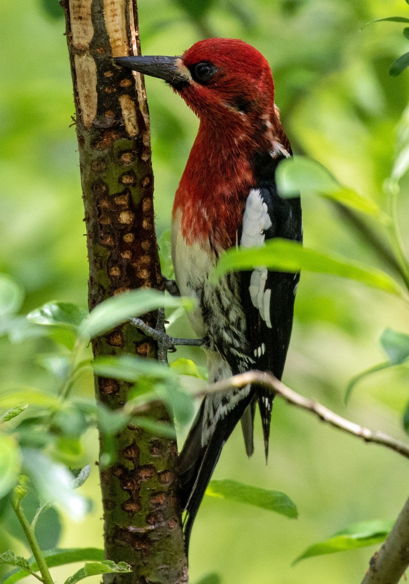 Red-breasted Sapsucker - ML459213121