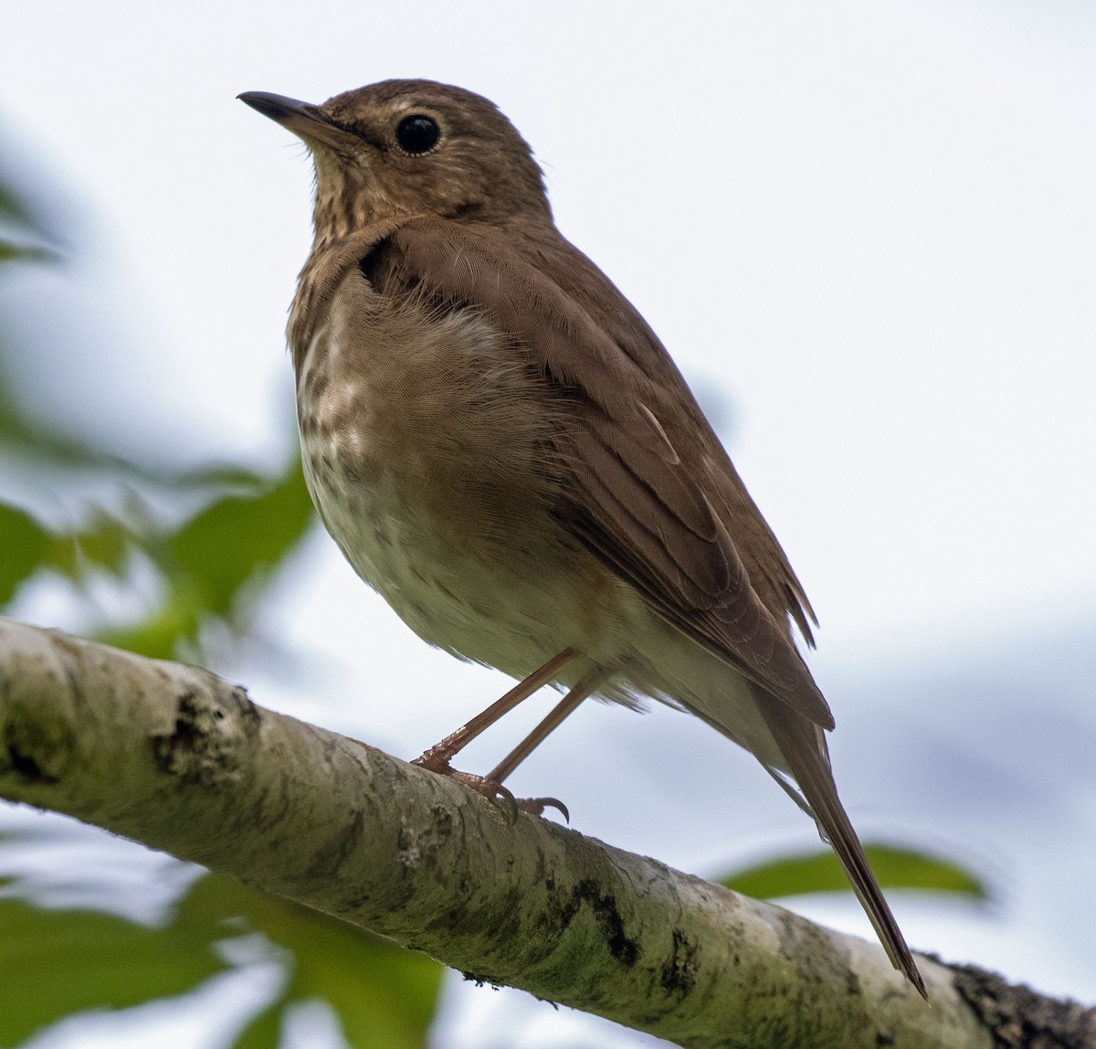 Swainson's Thrush - ML459213151