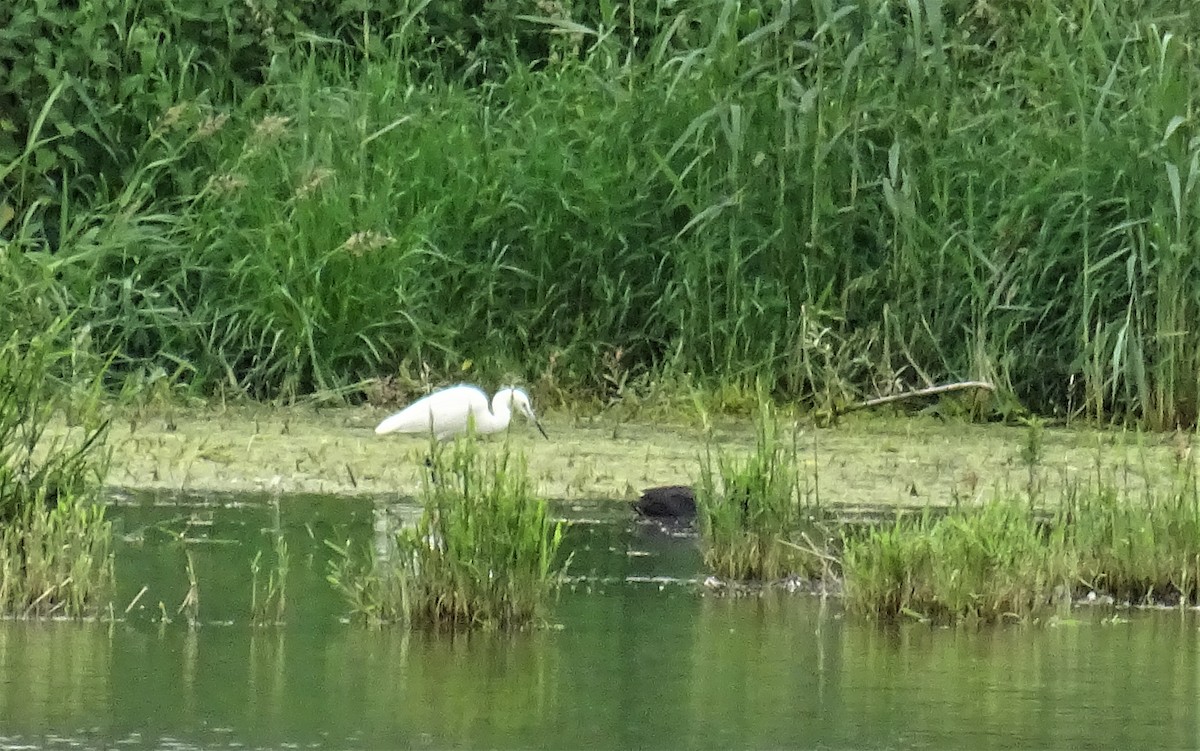 Little Egret - ML459214391