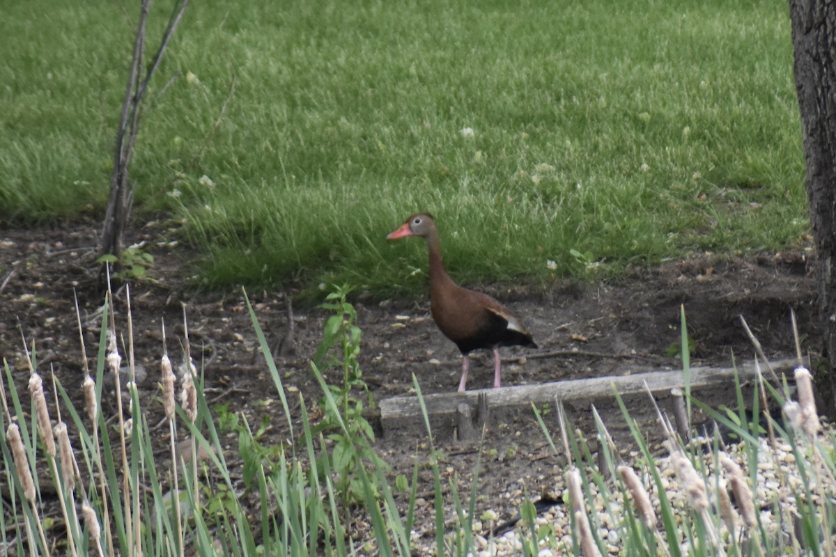 Black-bellied Whistling-Duck - ML459214651