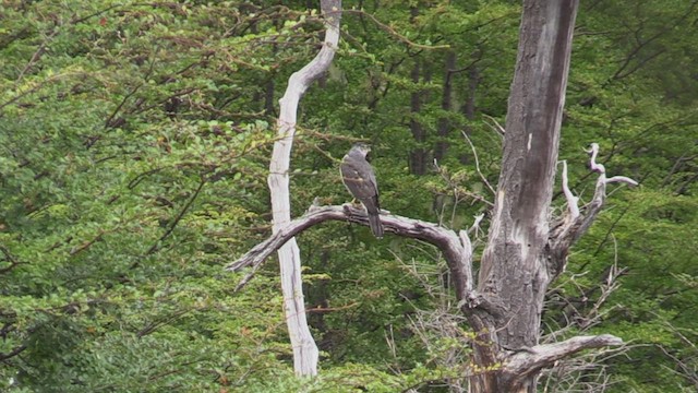 Chilean Hawk - ML459216531
