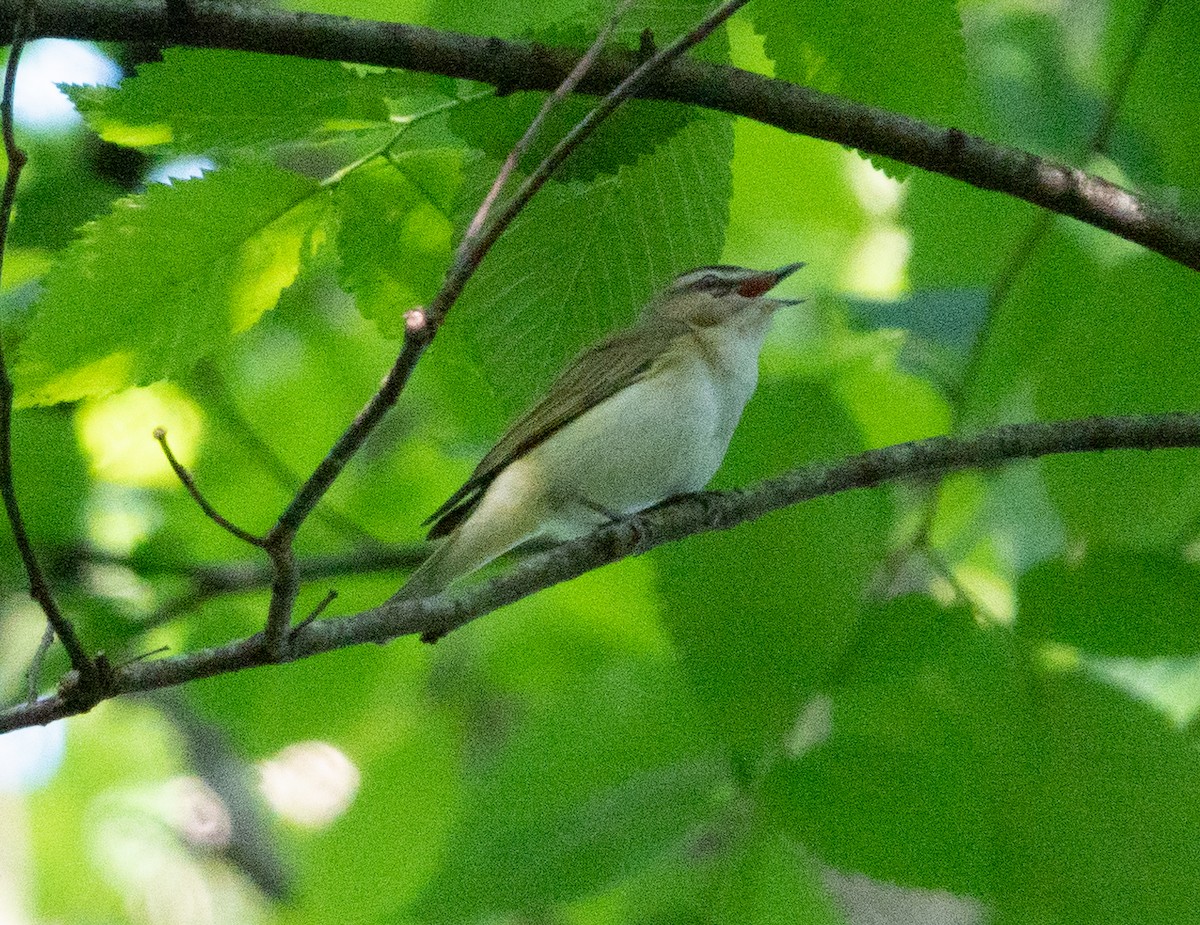 Red-eyed Vireo - Dale Pate