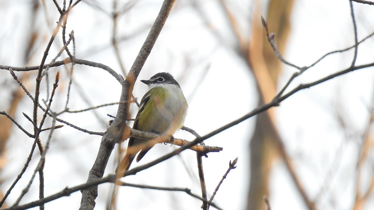 Blue-headed Vireo - Desmond J MacNeal