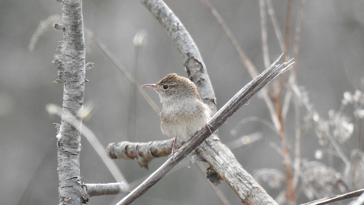 House Wren - ML459218921