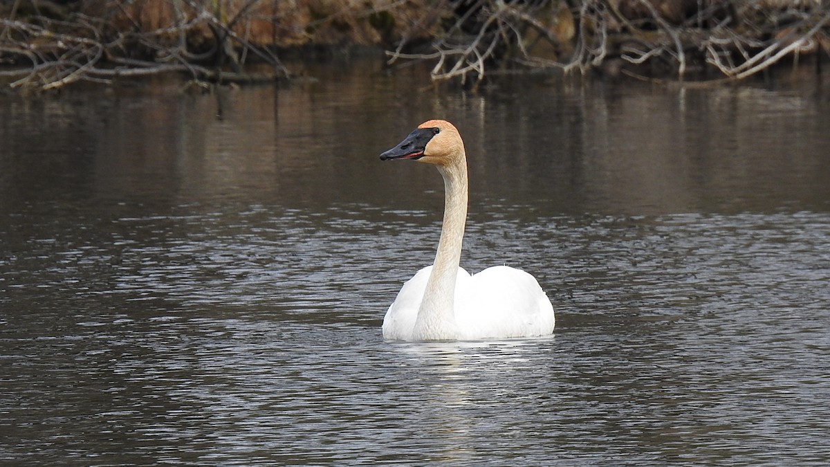 Cisne Trompetero - ML459218991