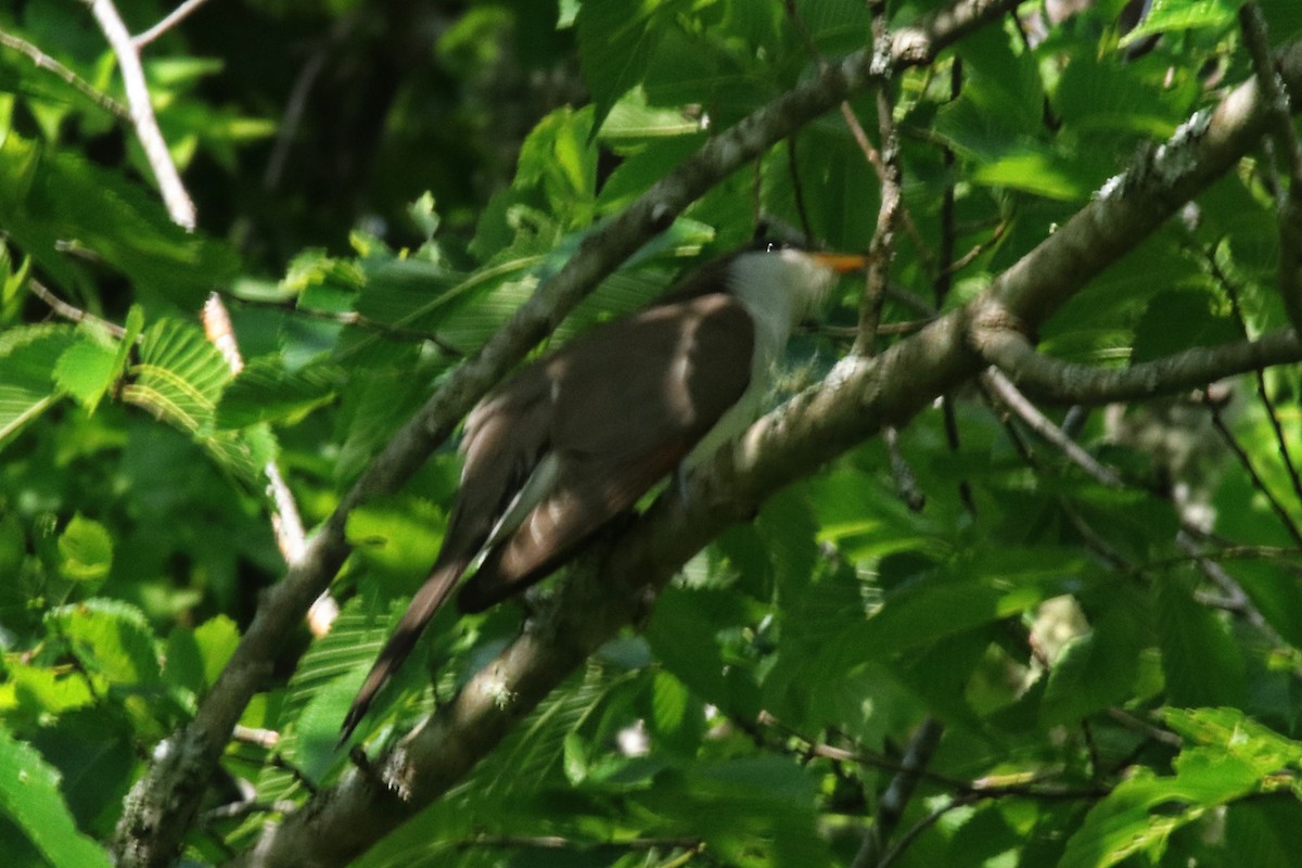 Yellow-billed Cuckoo - ML459219561
