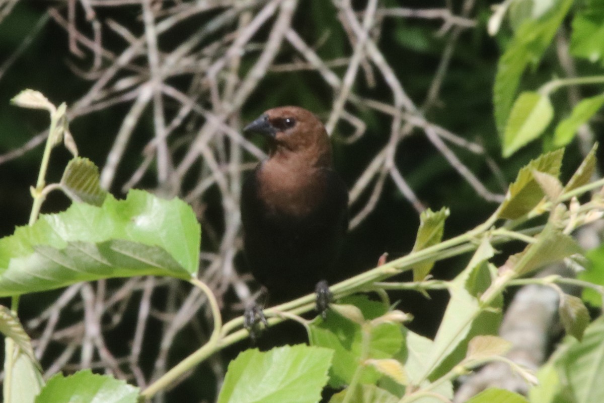 Brown-headed Cowbird - ML459219811