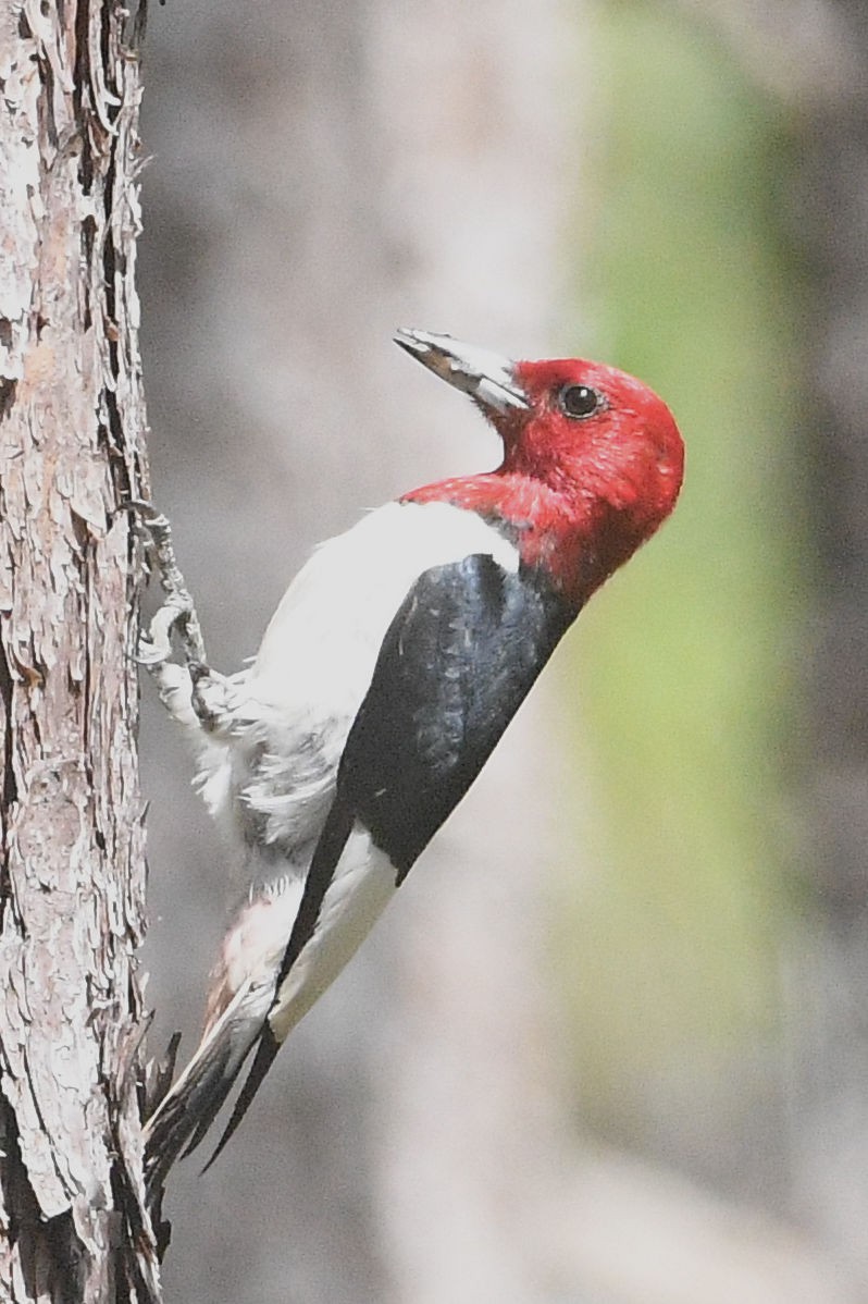 Red-headed Woodpecker - ML459219971