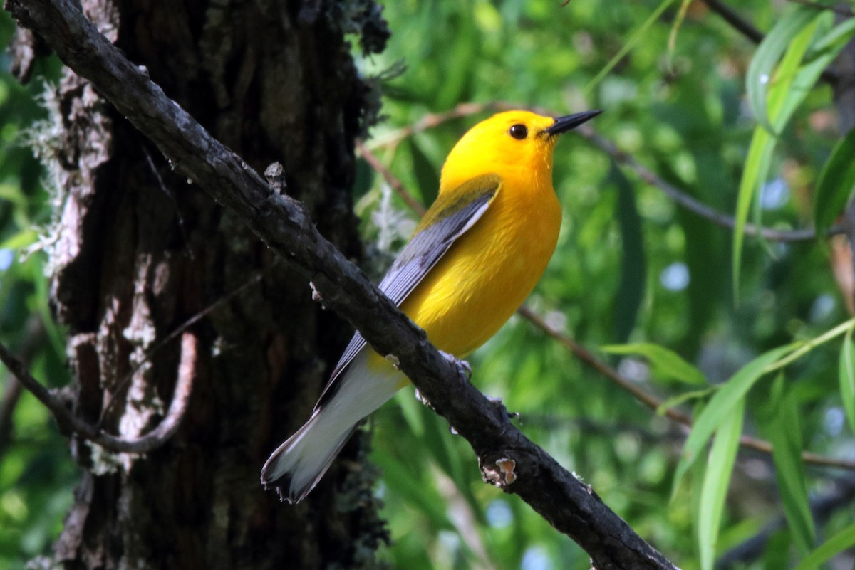Prothonotary Warbler - ML459220261