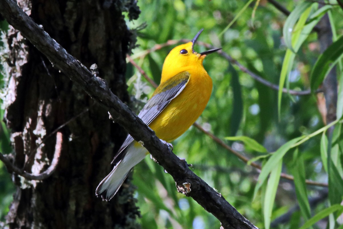 Prothonotary Warbler - ML459220271