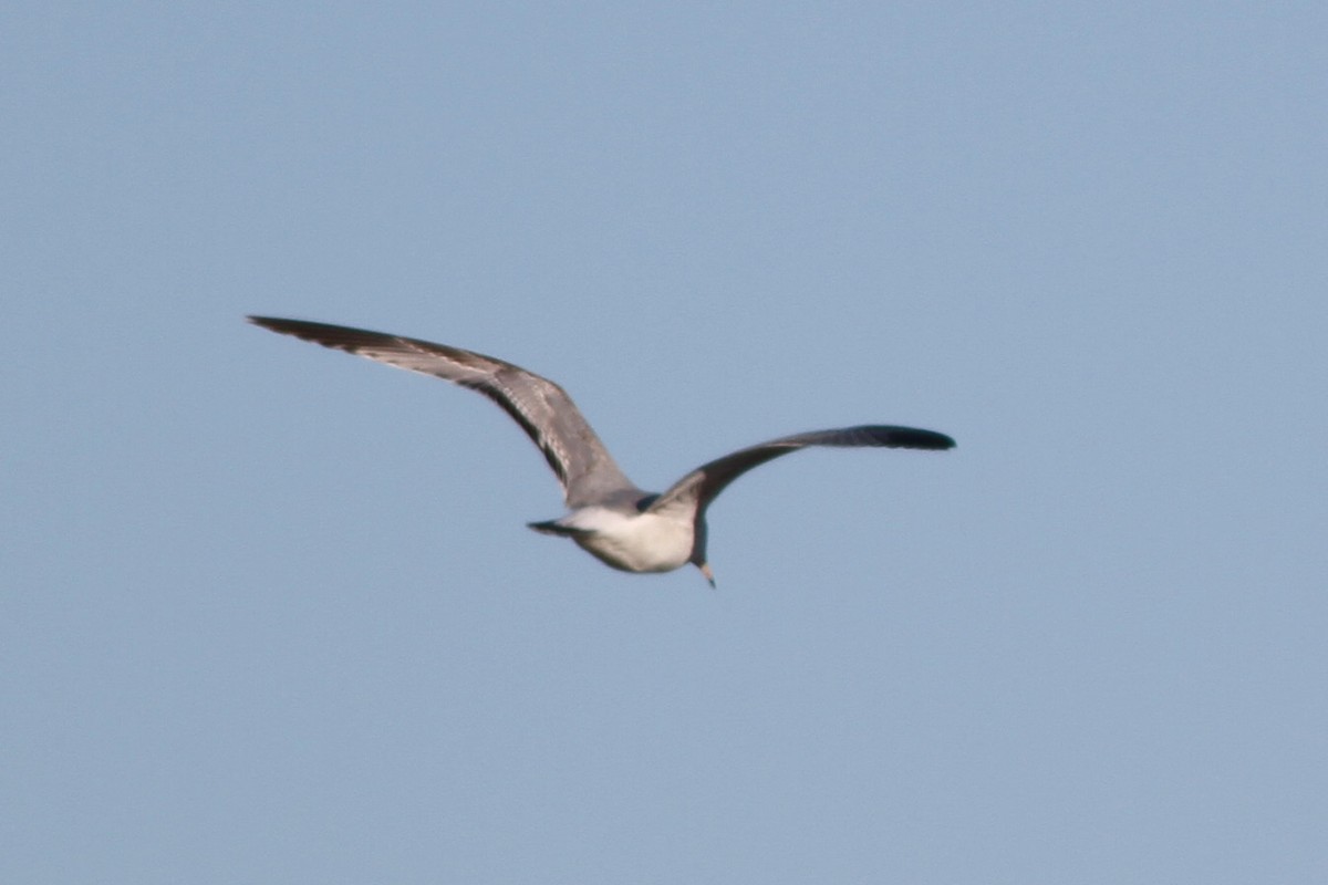 Ring-billed Gull - ML45922081