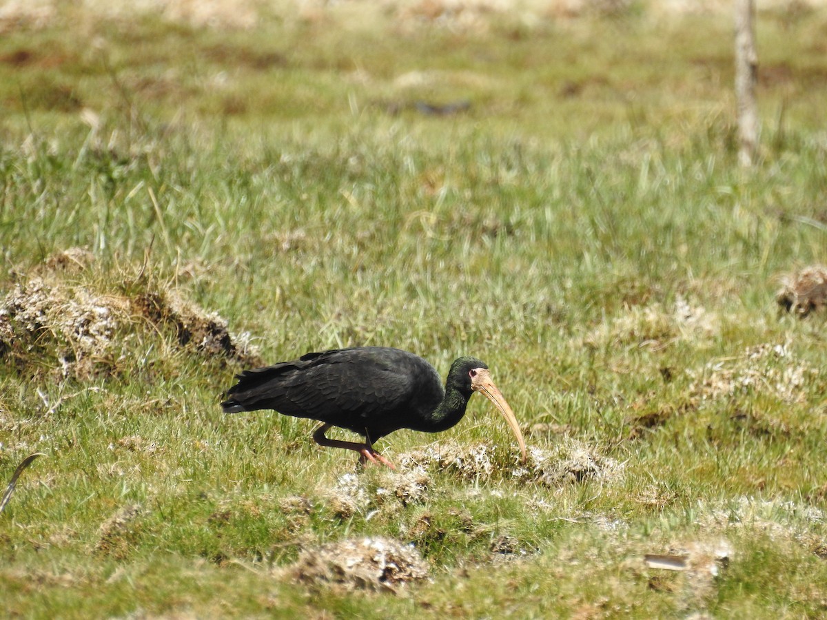 Ibis Afeitado - ML459221401