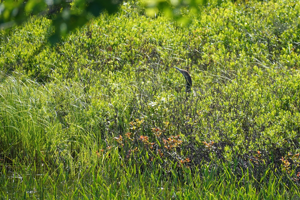 American Bittern - Susan Iannucci