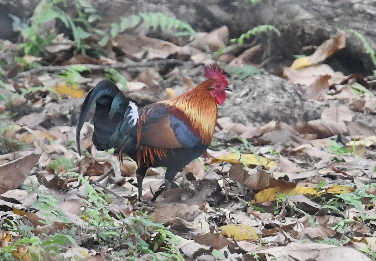 Red Junglefowl - ML459223181