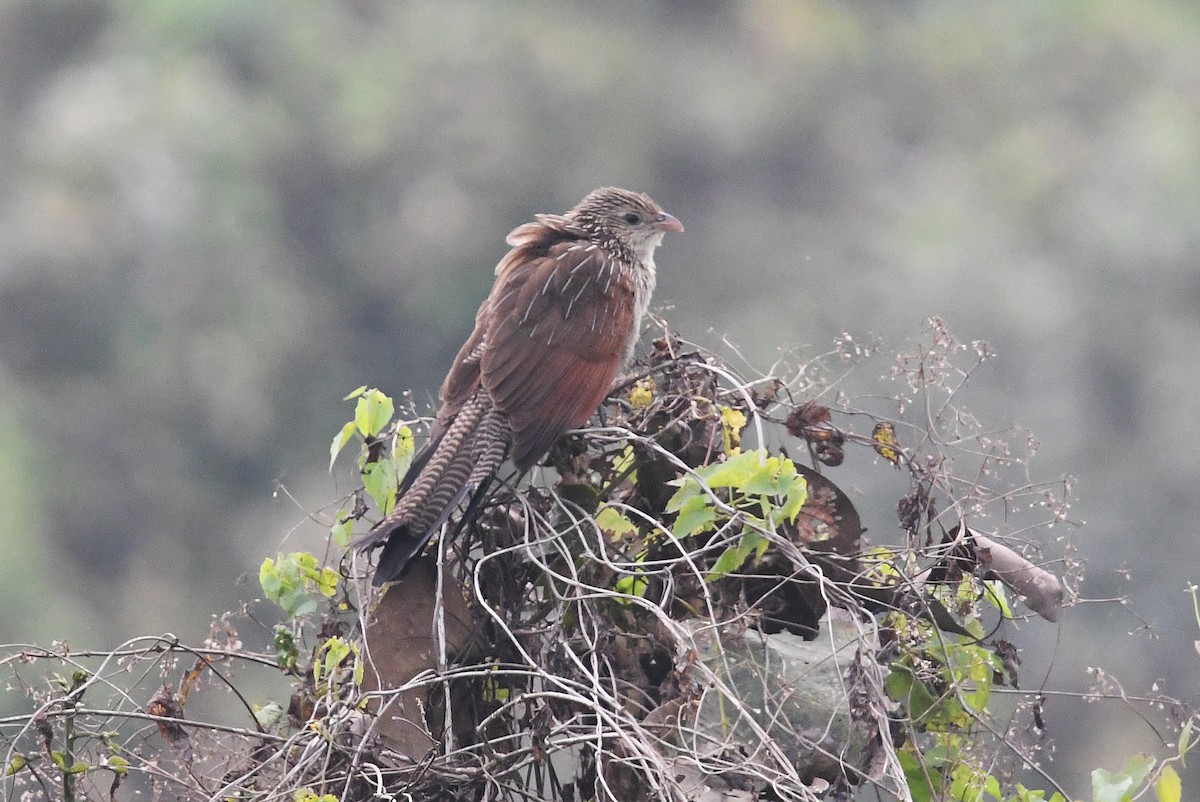 Lesser Coucal - ML459223681